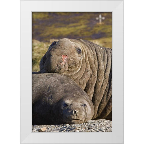 South Georgia Isl Bull elephant seal and female White Modern Wood Framed Art Print by Paulson, Don
