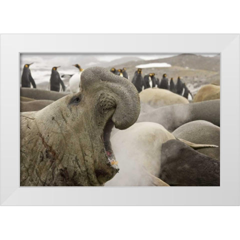 South Georgia Isl Scarred elephant seal roaring White Modern Wood Framed Art Print by Paulson, Don