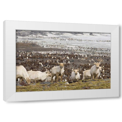 South Georgia Isl, Reindeers and king penguins White Modern Wood Framed Art Print by Paulson, Don