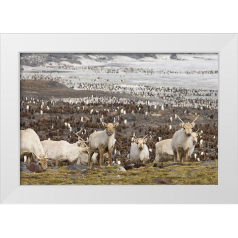 South Georgia Isl, Reindeers and king penguins White Modern Wood Framed Art Print by Paulson, Don
