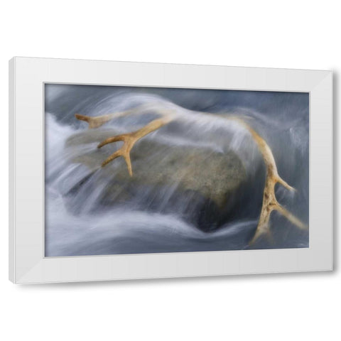 South Georgia Isl Reindeer antler in river rapid White Modern Wood Framed Art Print by Paulson, Don