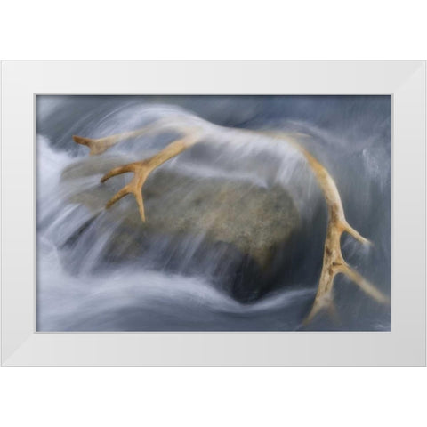 South Georgia Isl Reindeer antler in river rapid White Modern Wood Framed Art Print by Paulson, Don