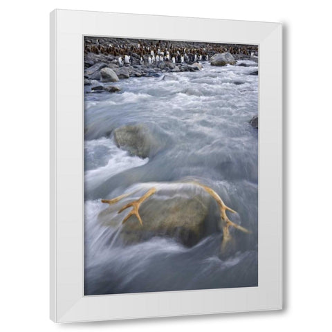 South Georgia Isl, River by king penguin colony White Modern Wood Framed Art Print by Paulson, Don