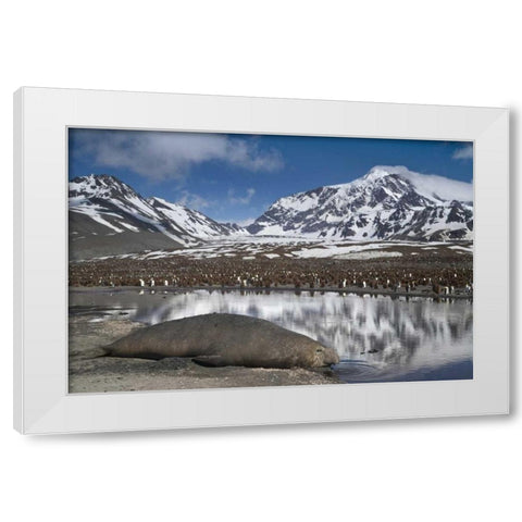South Georgia Isl, Elephant seal and king penguin White Modern Wood Framed Art Print by Paulson, Don