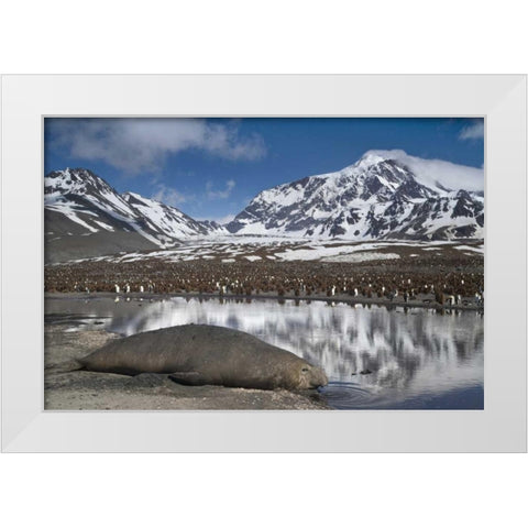 South Georgia Isl, Elephant seal and king penguin White Modern Wood Framed Art Print by Paulson, Don