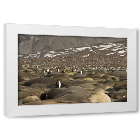 South Georgia Isl, King penguin and elephant seal White Modern Wood Framed Art Print by Paulson, Don