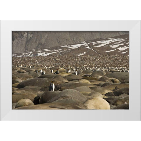 South Georgia Isl, King penguin and elephant seal White Modern Wood Framed Art Print by Paulson, Don