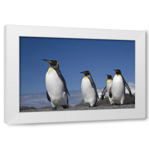 South Georgia Island King penguins marching White Modern Wood Framed Art Print by Paulson, Don