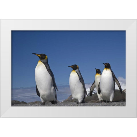 South Georgia Island King penguins marching White Modern Wood Framed Art Print by Paulson, Don