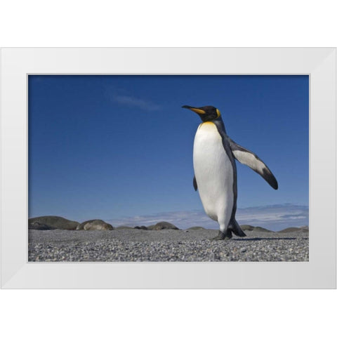 South Georgia Isl, St Andrews Bay King penguin White Modern Wood Framed Art Print by Paulson, Don