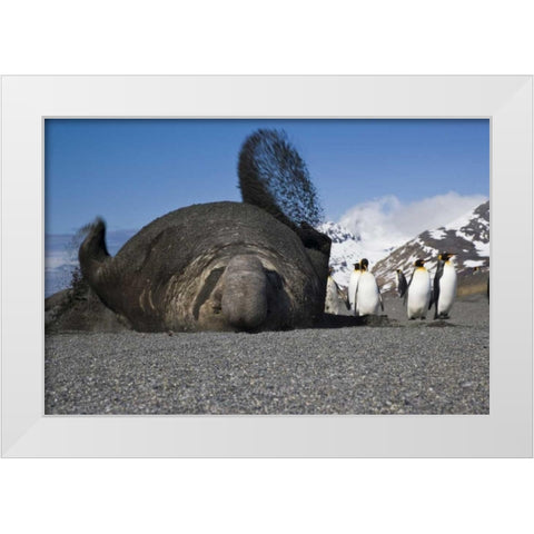 South Georgia Isl Bull elephant seal throws sand White Modern Wood Framed Art Print by Paulson, Don