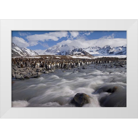 South Georgia Island, King penguin colony White Modern Wood Framed Art Print by Paulson, Don