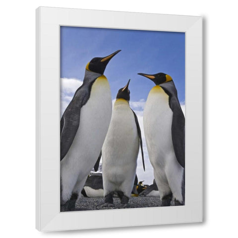 South Georgia Island Three king penguins White Modern Wood Framed Art Print by Paulson, Don