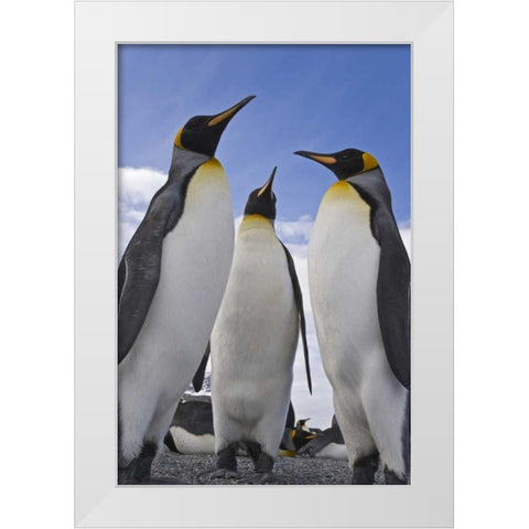 South Georgia Island Three king penguins White Modern Wood Framed Art Print by Paulson, Don