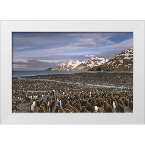 South Georgia Island, King penguin colony White Modern Wood Framed Art Print by Paulson, Don