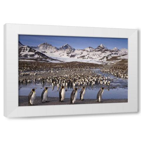 South Georgia Island, King penguin colony White Modern Wood Framed Art Print by Paulson, Don