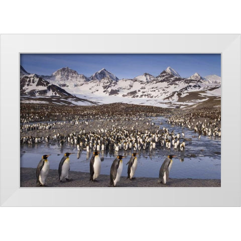 South Georgia Island, King penguin colony White Modern Wood Framed Art Print by Paulson, Don