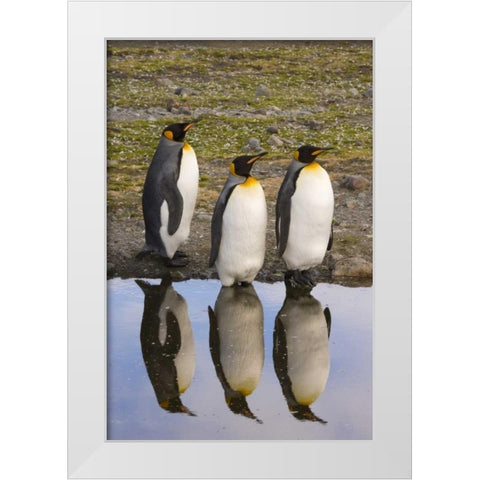 South Georgia Island, Three king penguins White Modern Wood Framed Art Print by Paulson, Don