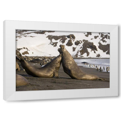 South Georgia Island Elephant seals fighting White Modern Wood Framed Art Print by Paulson, Don