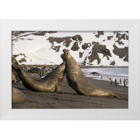South Georgia Island Elephant seals fighting White Modern Wood Framed Art Print by Paulson, Don
