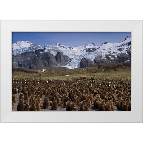 South Georgia Isl, King penguin colony White Modern Wood Framed Art Print by Paulson, Don