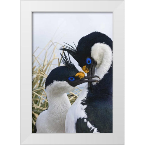 South Georgia Island Blue-eyed cormorants White Modern Wood Framed Art Print by Paulson, Don