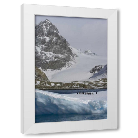 South Georgia Island Gentoo penguins on iceberg White Modern Wood Framed Art Print by Paulson, Don