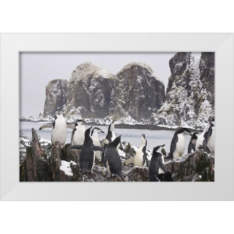 South Georgia Isl, Cooper Bay Chinstrap penguins White Modern Wood Framed Art Print by Paulson, Don