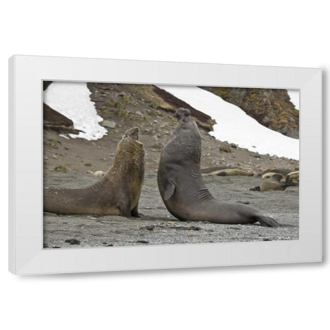 South Georgia Island Elephant seals fighting White Modern Wood Framed Art Print by Paulson, Don