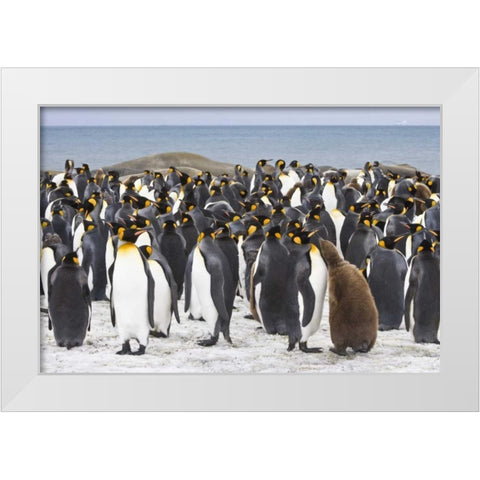South Georgia Isl King penguin chick White Modern Wood Framed Art Print by Paulson, Don