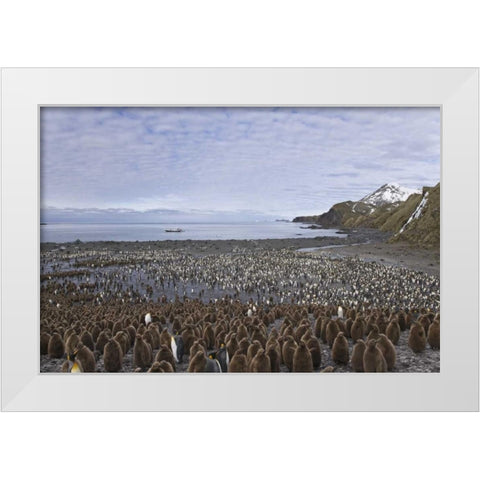 South Georgia Isl, King penguin colony White Modern Wood Framed Art Print by Paulson, Don