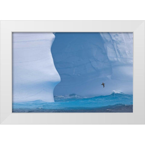 South Georgia Island Albatross by an iceberg White Modern Wood Framed Art Print by Paulson, Don