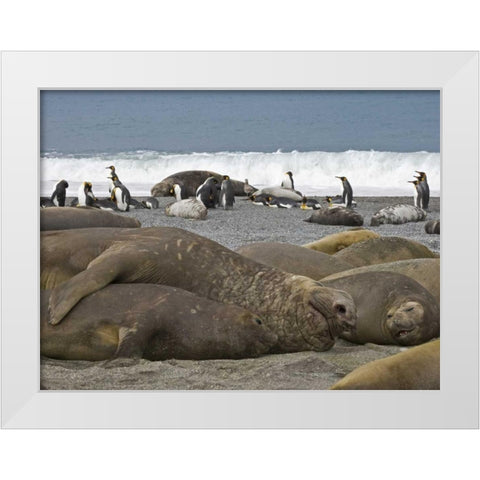 South Georgia Isl, Seals and Penguins on beach White Modern Wood Framed Art Print by Paulson, Don