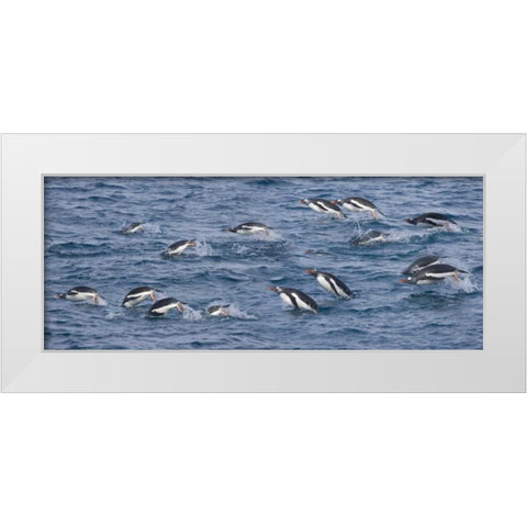 South Georgia Island Gentoo penguins leaping White Modern Wood Framed Art Print by Paulson, Don