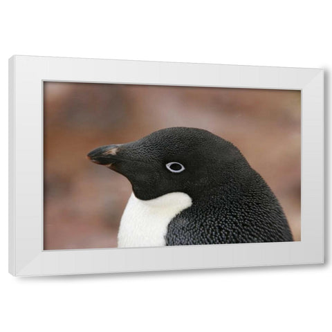 Antarctica, Brown Bluff Adelie penguin adult White Modern Wood Framed Art Print by Morris, Arthur
