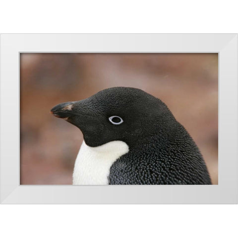 Antarctica, Brown Bluff Adelie penguin adult White Modern Wood Framed Art Print by Morris, Arthur