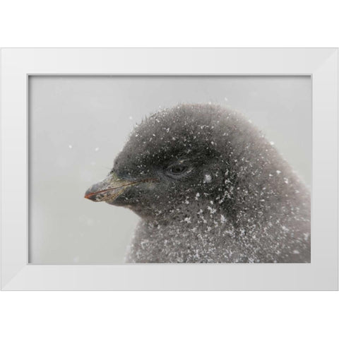 Antarctica Adelie penguin chick in snowstorm White Modern Wood Framed Art Print by Morris, Arthur