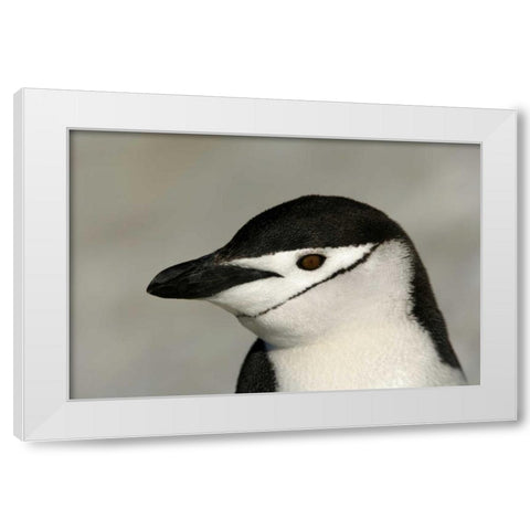Antarctica, Half Moon IslandChinstrap penguin White Modern Wood Framed Art Print by Morris, Arthur
