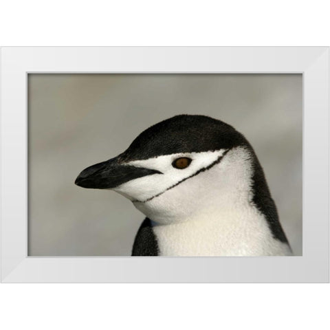 Antarctica, Half Moon IslandChinstrap penguin White Modern Wood Framed Art Print by Morris, Arthur