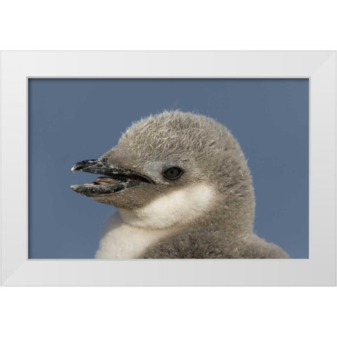 Antarctica, Half Moon IslChinstrap penguin chick White Modern Wood Framed Art Print by Morris, Arthur