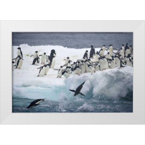 Antarctica, Adelie penguins leaping off iceberg White Modern Wood Framed Art Print by Morris, Arthur