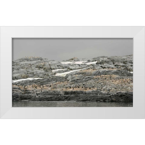 Antarctica, Pleneau Island Gentoo penguin White Modern Wood Framed Art Print by Morris, Arthur
