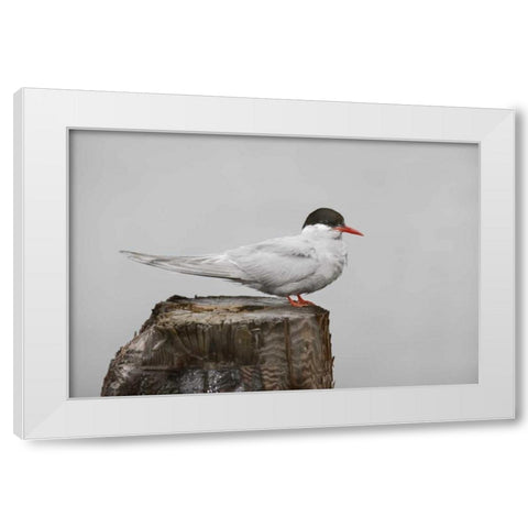 Antarctica, Grytviken Antarctic Tern on post White Modern Wood Framed Art Print by Grall, Don