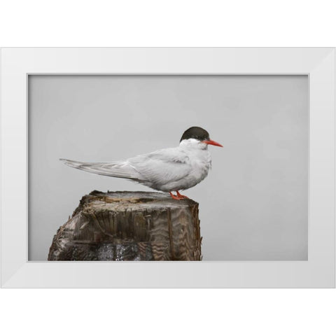 Antarctica, Grytviken Antarctic Tern on post White Modern Wood Framed Art Print by Grall, Don