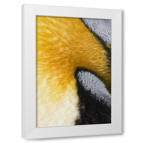 Antarctica, St Andrews Bay King penguin White Modern Wood Framed Art Print by Grall, Don