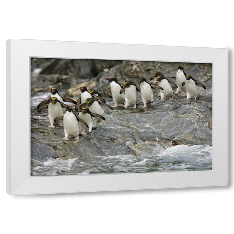 Antarctica, Royal Bay Macaroni Penguins White Modern Wood Framed Art Print by Grall, Don