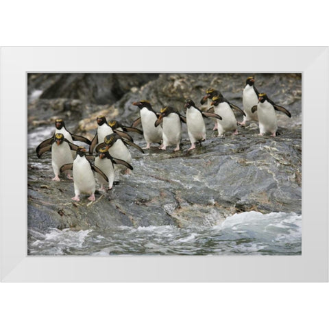 Antarctica, Royal Bay Macaroni Penguins White Modern Wood Framed Art Print by Grall, Don