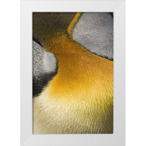 Antarctica, Salisbury Plain King penguin White Modern Wood Framed Art Print by Grall, Don