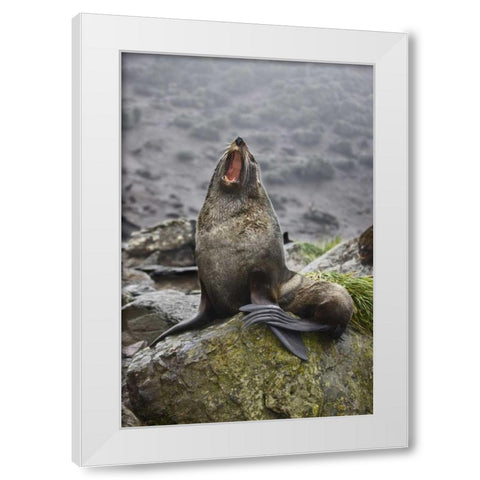 Antarctica, Elsehul Bay Antarctic fur seal yawns White Modern Wood Framed Art Print by Grall, Don