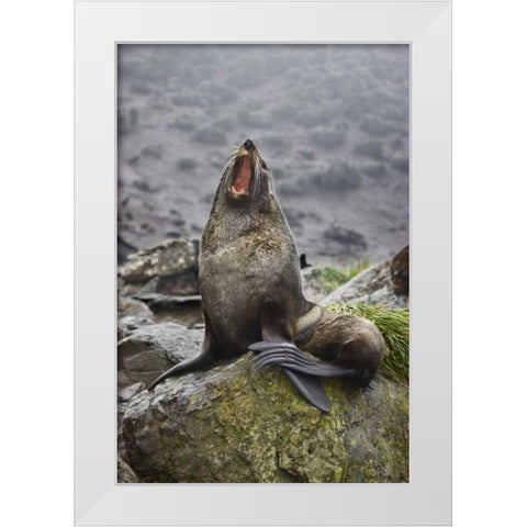 Antarctica, Elsehul Bay Antarctic fur seal yawns White Modern Wood Framed Art Print by Grall, Don